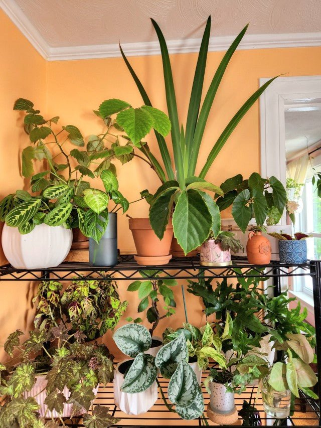 Easy Houseplants Even You Can't Kill - Robin and Rose