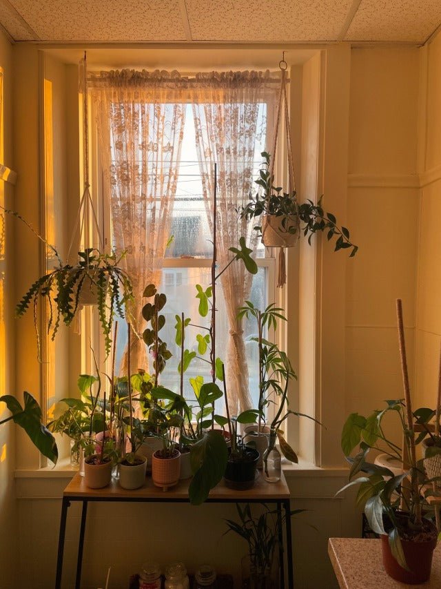How to Keep Plants Alive in Your Apartment - Robin and Rose